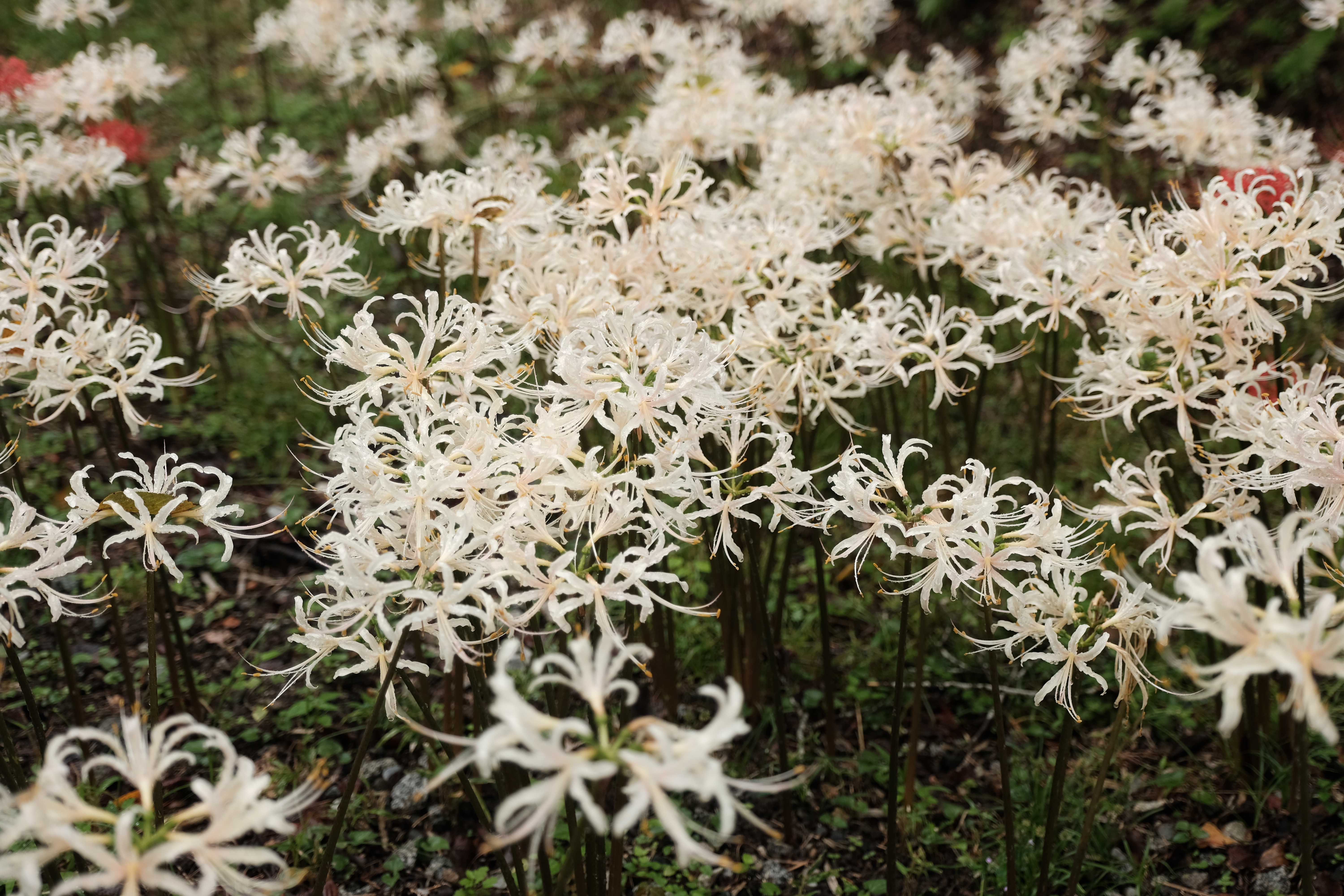 白い彼岸花の群生