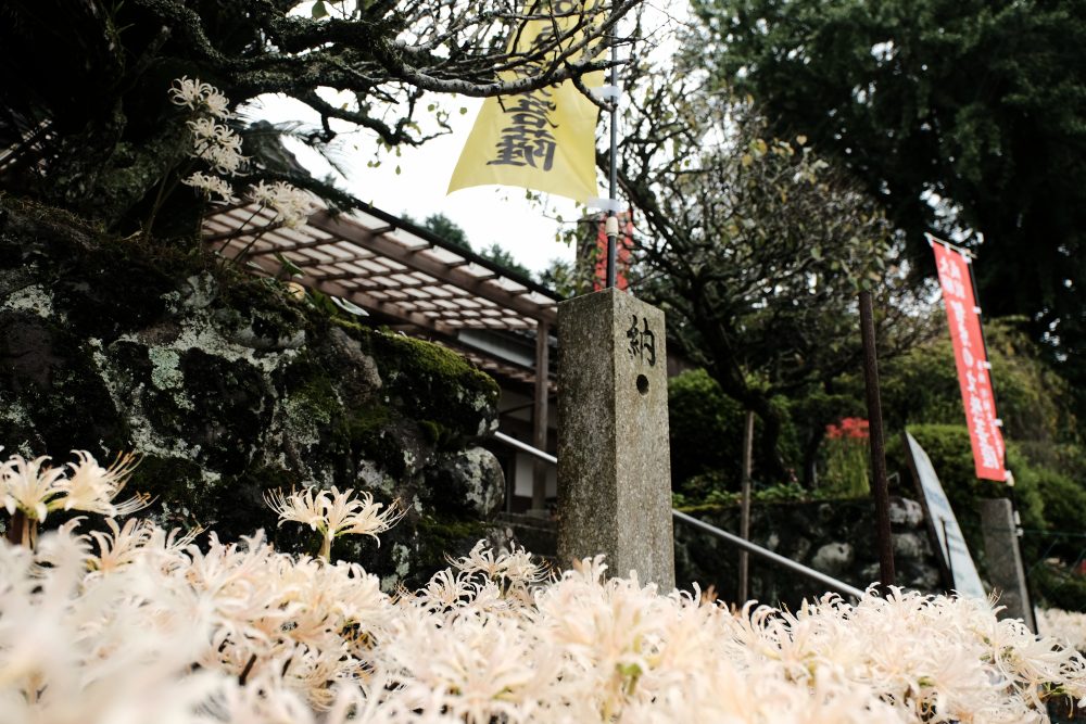 正光寺と彼岸花